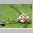 Pisaura mirabilis - Listspinne 06.jpg